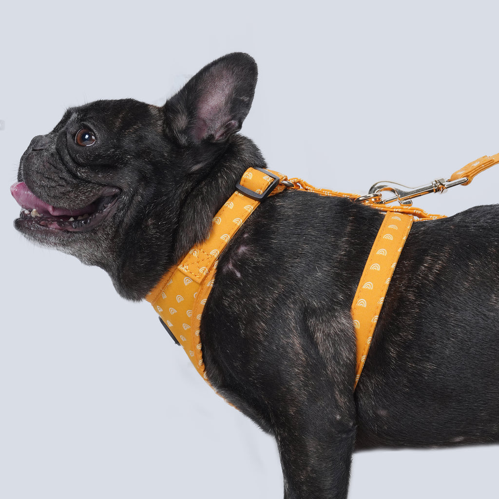 100% Cotton Adjustable No Pull Dog Harness Hobo Rainbow dog wears the harness side