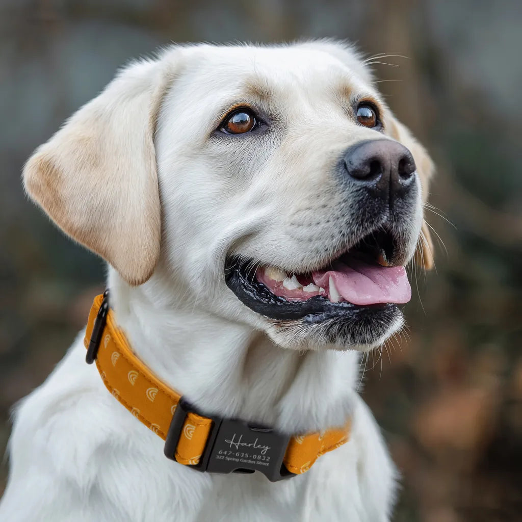 Dog wears 100% Cotton Personalized Dog Collar Engraved Black Hobo Rainbow
