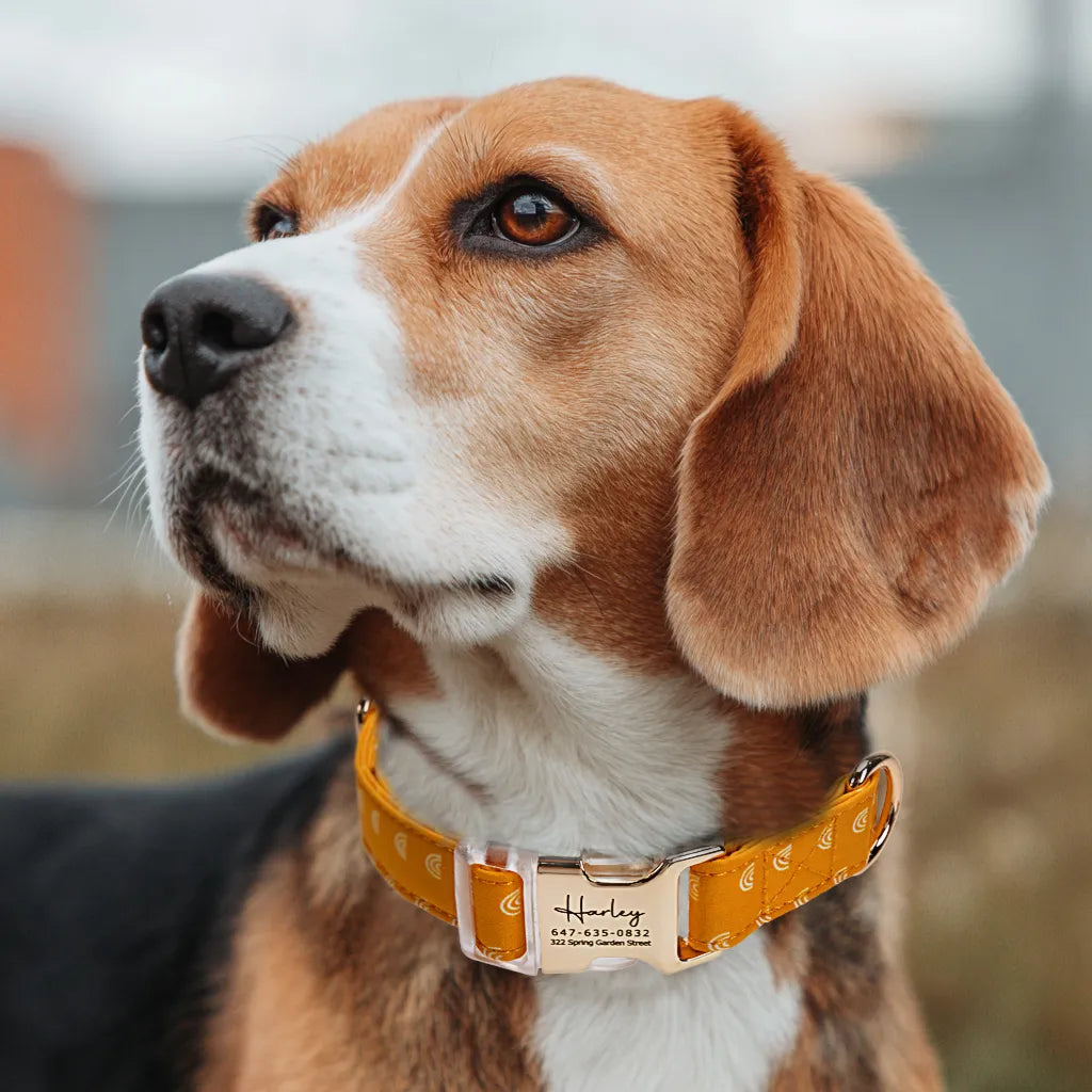 Dog wears 100% Cotton Personalized Dog Collar Engraved Gold Hobo Rainbow