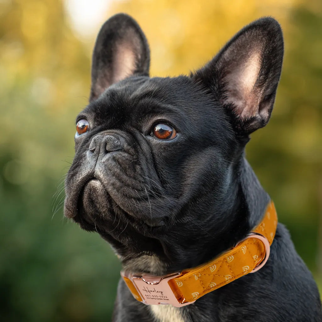 Dog wears 100% Cotton Personalized Dog Collar Engraved Rose Gold Hobo Rainbow