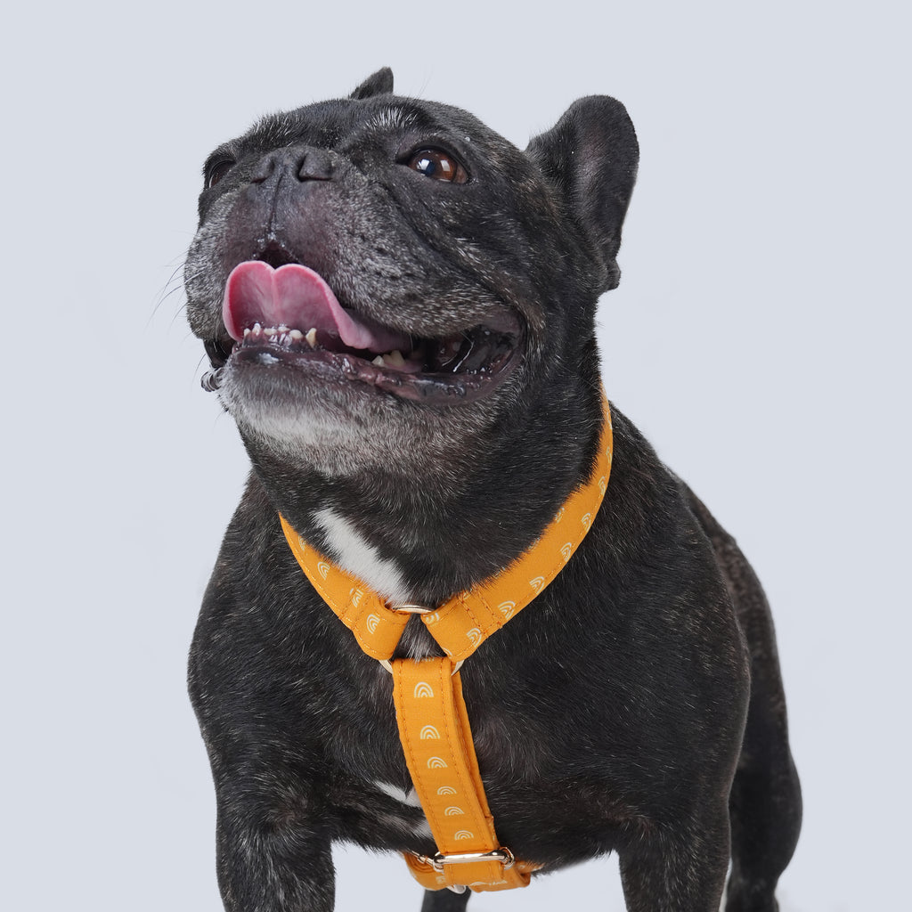 100% Cotton Adjustable No Pull Dog Harness Hobo Rainbow dog wears the harness front