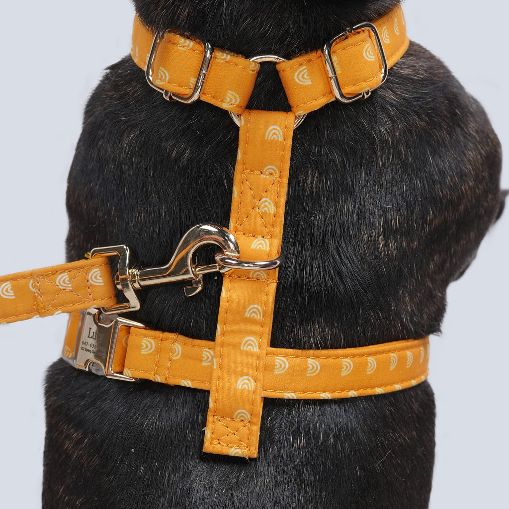 100% Cotton Adjustable No Pull Dog Harness Hobo Rainbow dog wears the harness back