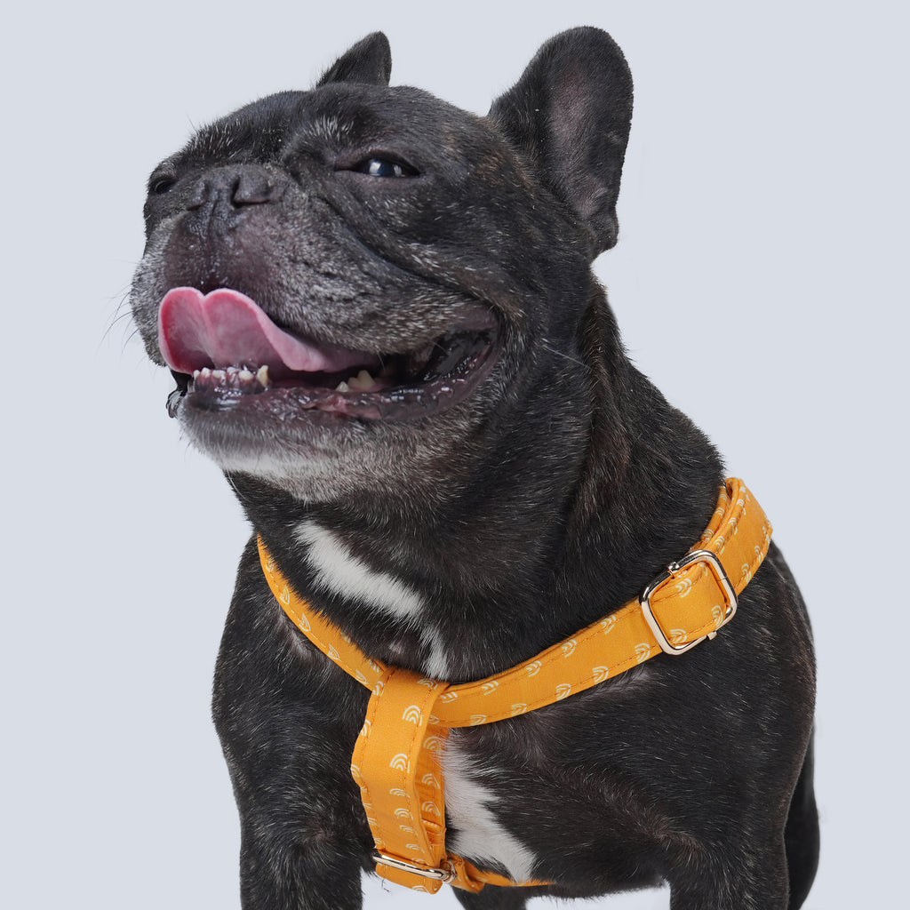 100% Cotton Adjustable Step-In Dog Harness Gold Hobo Rainbow dog wears the harness front