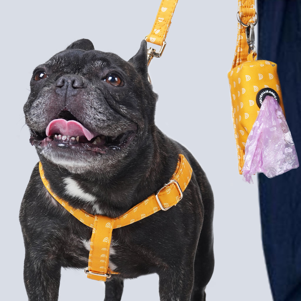 Dog wearing an Hobo Rainbow harness with a visible brand logo on a light gray background