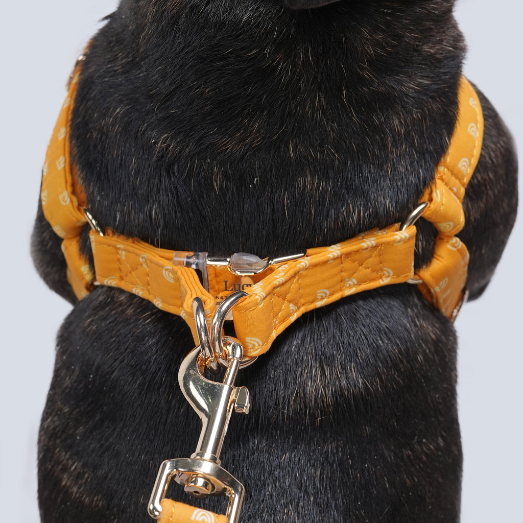 100% Cotton Adjustable Step-In Dog Harness Gold Hobo Rainbow dog wears the harness back