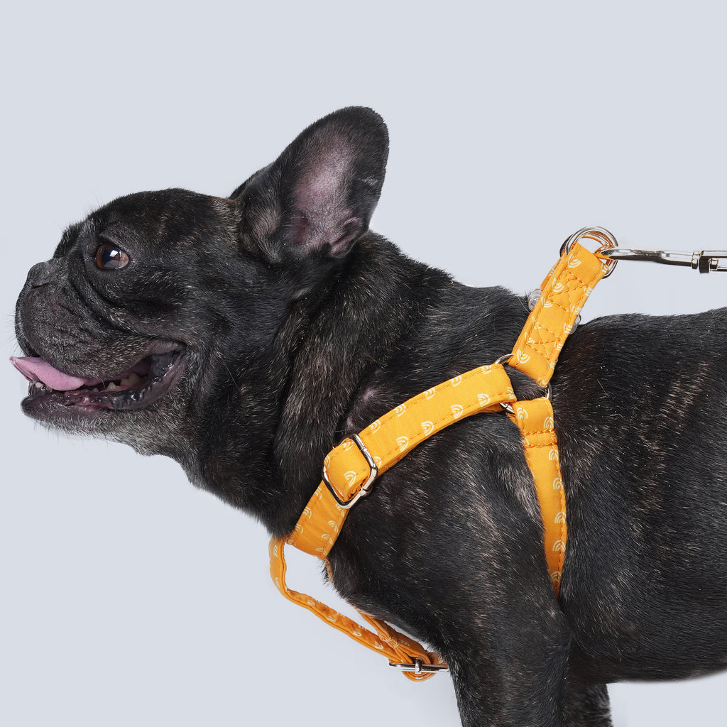 100% Cotton Adjustable Step-In Dog Harness Gold Hobo Rainbow dog wears the harness side
