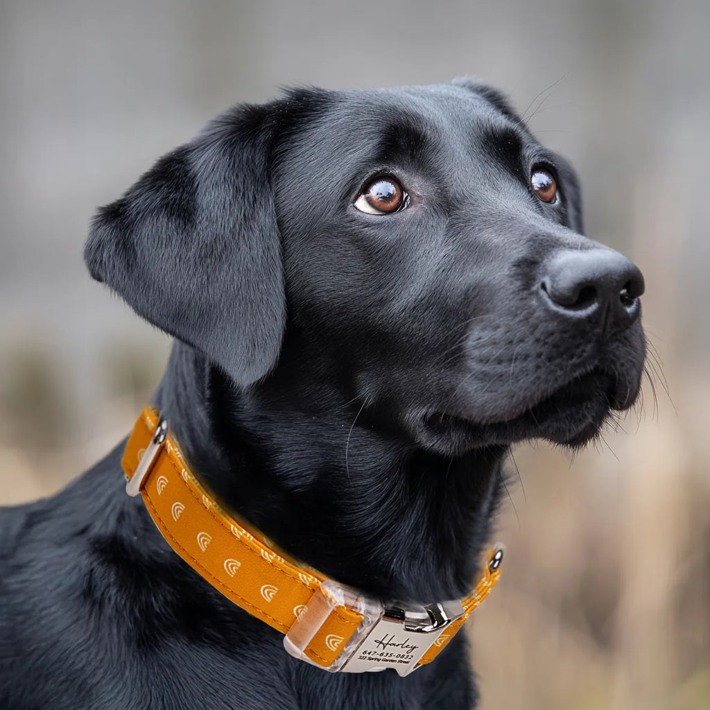 Dog wears 100% Cotton Personalized Dog Collar Engraved Silver Hobo Rainbow