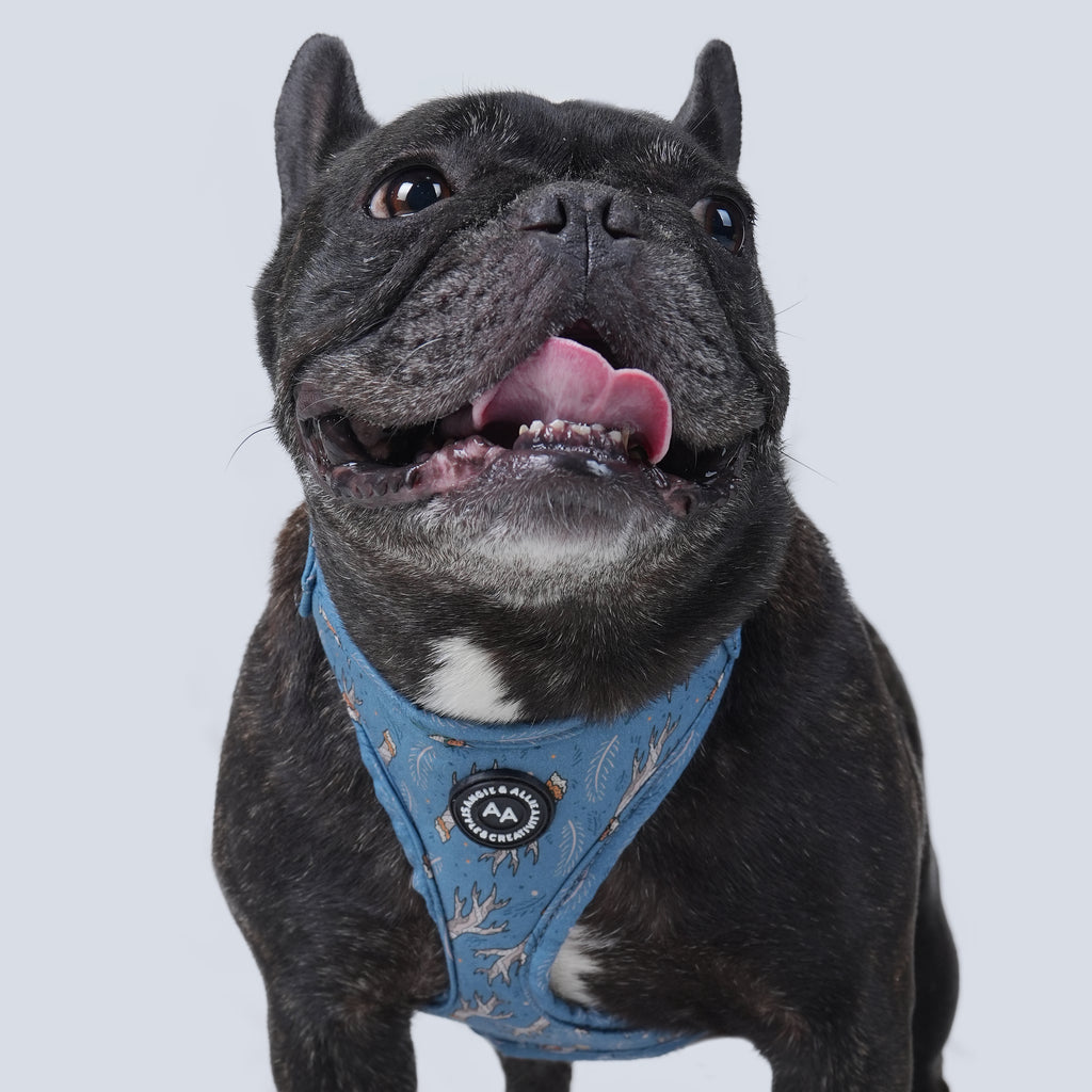 100% Cotton Adjustable No Pull Dog Harness Lumber Jack dog wears the harness front