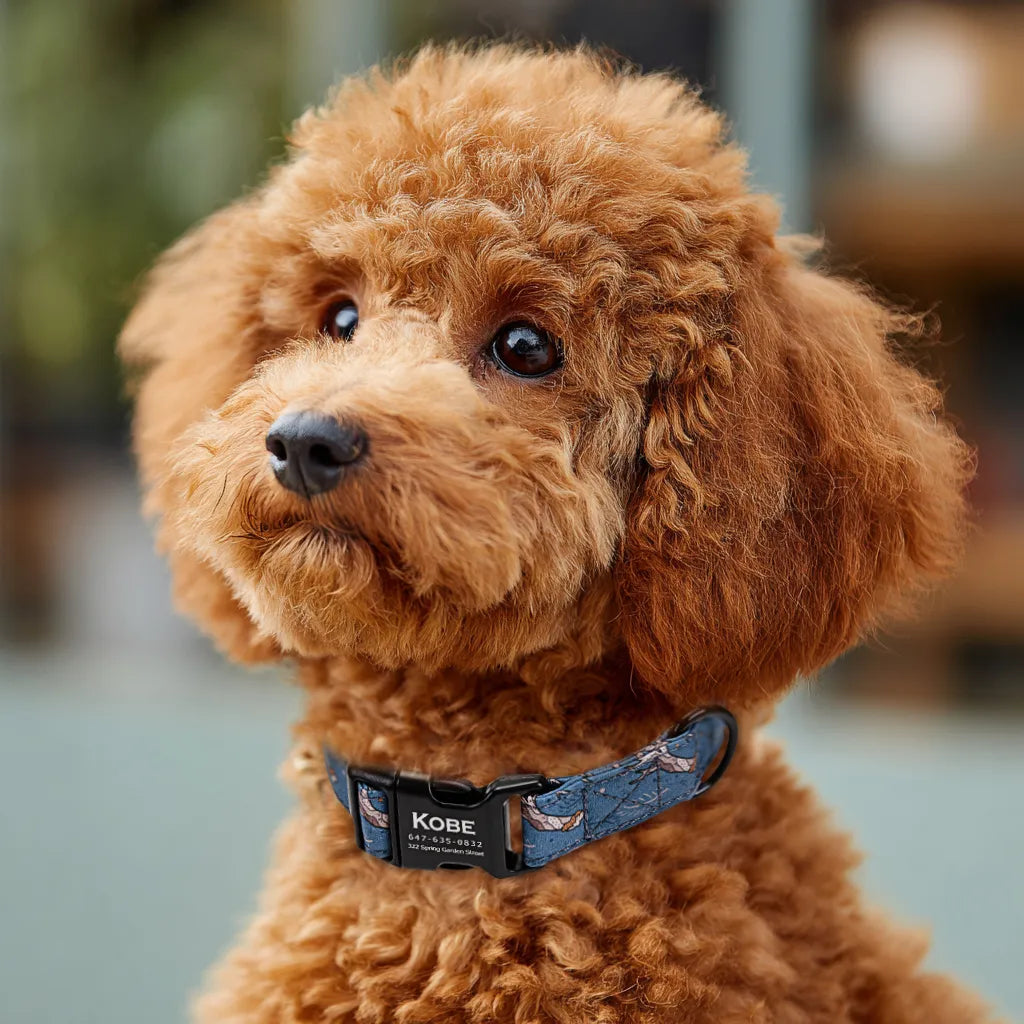 Dog wears 100% Cotton Personalized Dog Collar Engraved Black Hobo Rainbow