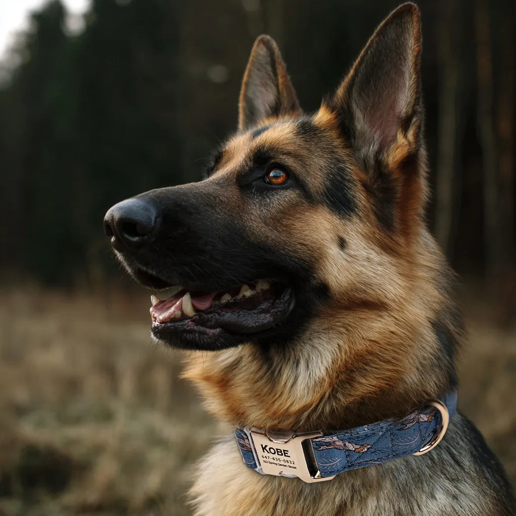 Dog wears 100% Cotton Personalized Dog Collar Engraved Gold Hobo Rainbow