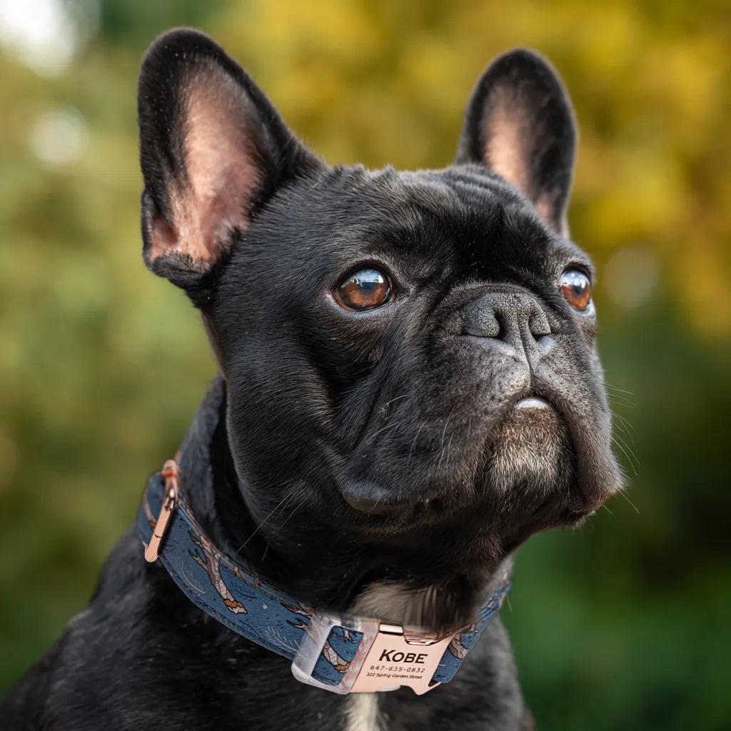 Dog wears 100% Cotton Personalized Dog Collar Engraved Rose Gold Hobo Rainbow