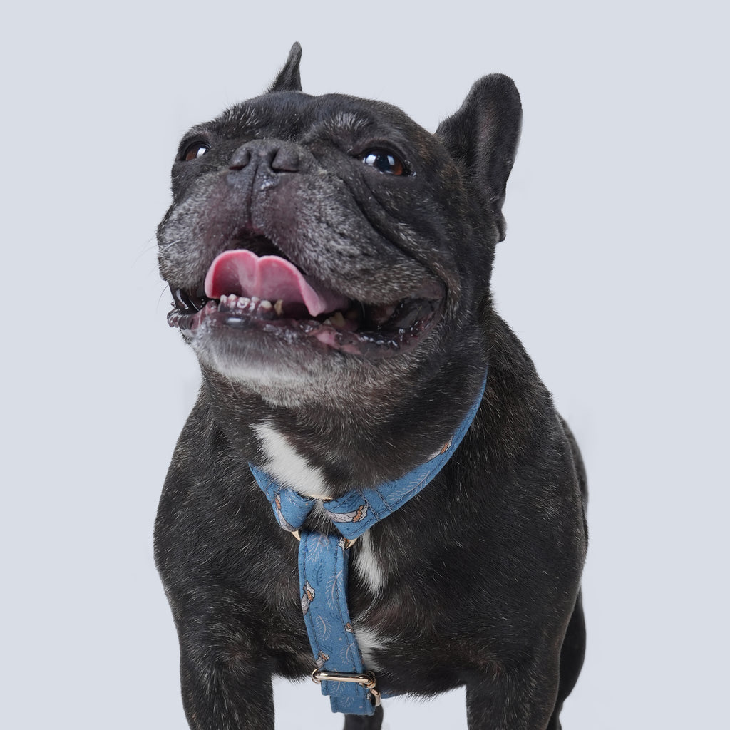 100% Cotton Adjustable No Pull Dog Harness Lumber Jack dog wears the harness front