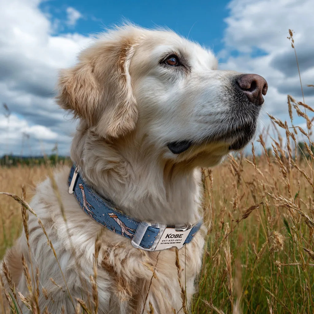 Dog wears 100% Cotton Personalized Dog Collar Engraved Silver Hobo Rainbow