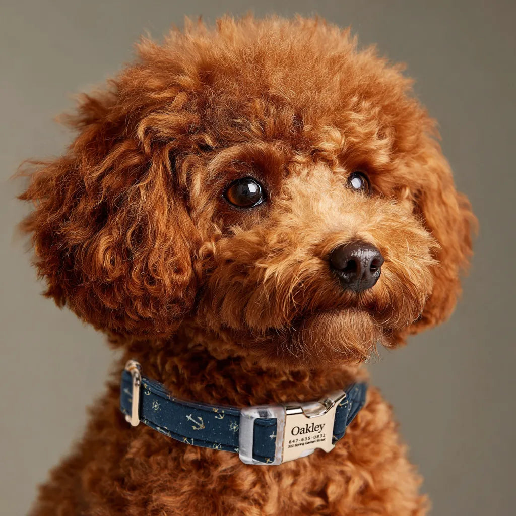 Dog wears  100% Cotton Personalized Dog Collar Engraved Gold Nautical