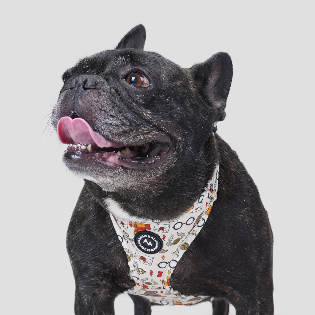 100% Cotton Adjustable No Pull Dog Harness Wizard School dog wears the harness front