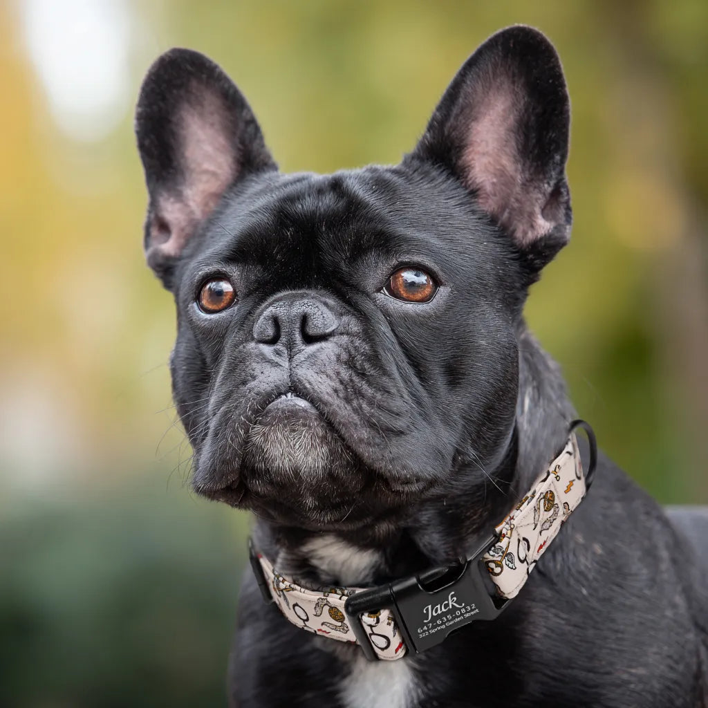 Dog wears 100% Cotton Personalized Dog Collar Engraved Black Wizard School