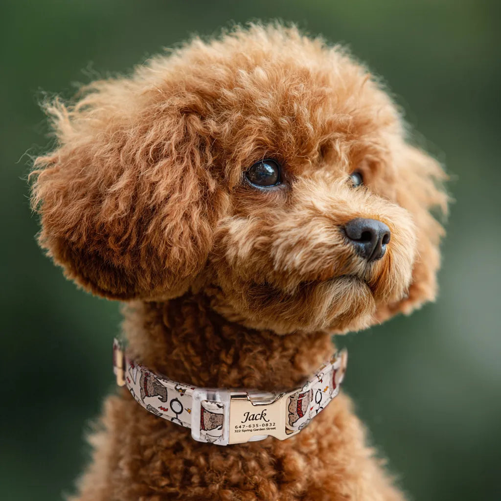 Dog wears 100% Cotton Personalized Dog Collar Engraved Gold Wizard School