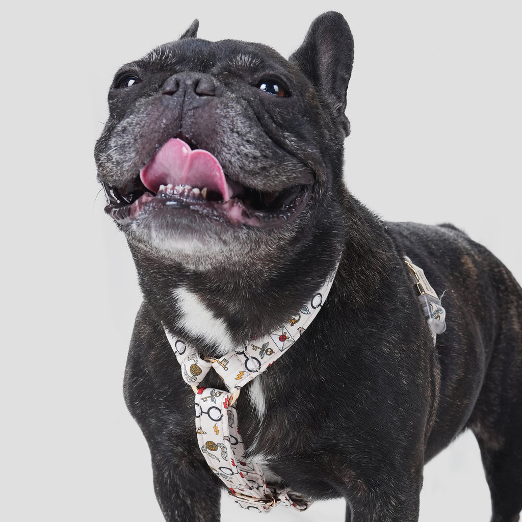 100% Cotton Adjustable No Pull Dog Harness Wizard School dog wears the harness front