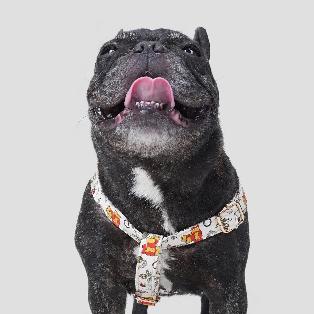 100% Cotton Adjustable Step-In Dog Harness Gold Wizard School dog wears the harness front