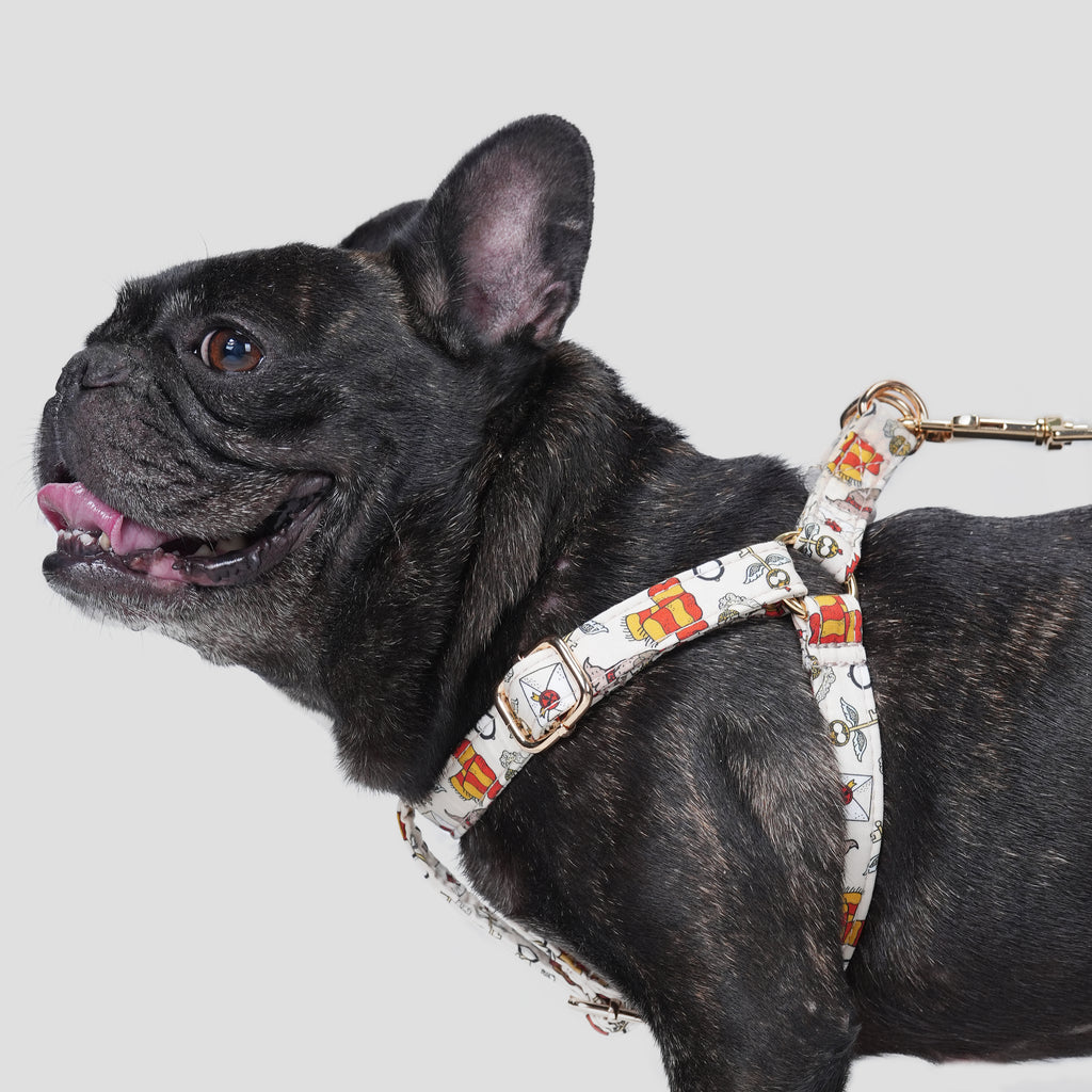 100% Cotton Adjustable Step-In Dog Harness Gold Wizard School dog wears the harness side