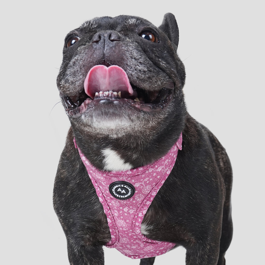 100% Cotton William Morris Dog Harness Wild Tulip dog wears the harness front