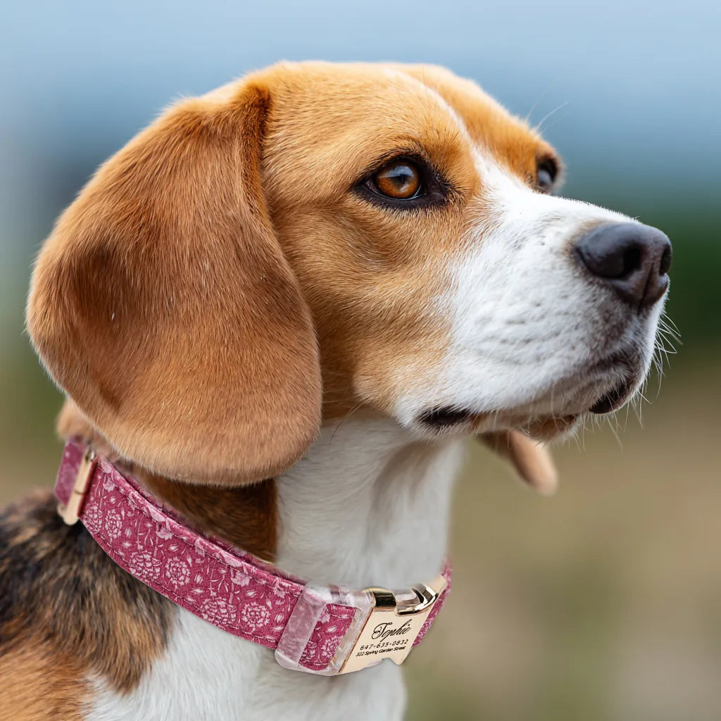 Dog wears 100% Cotton Personalized Dog Collar Engraved Gold Wild Tulip