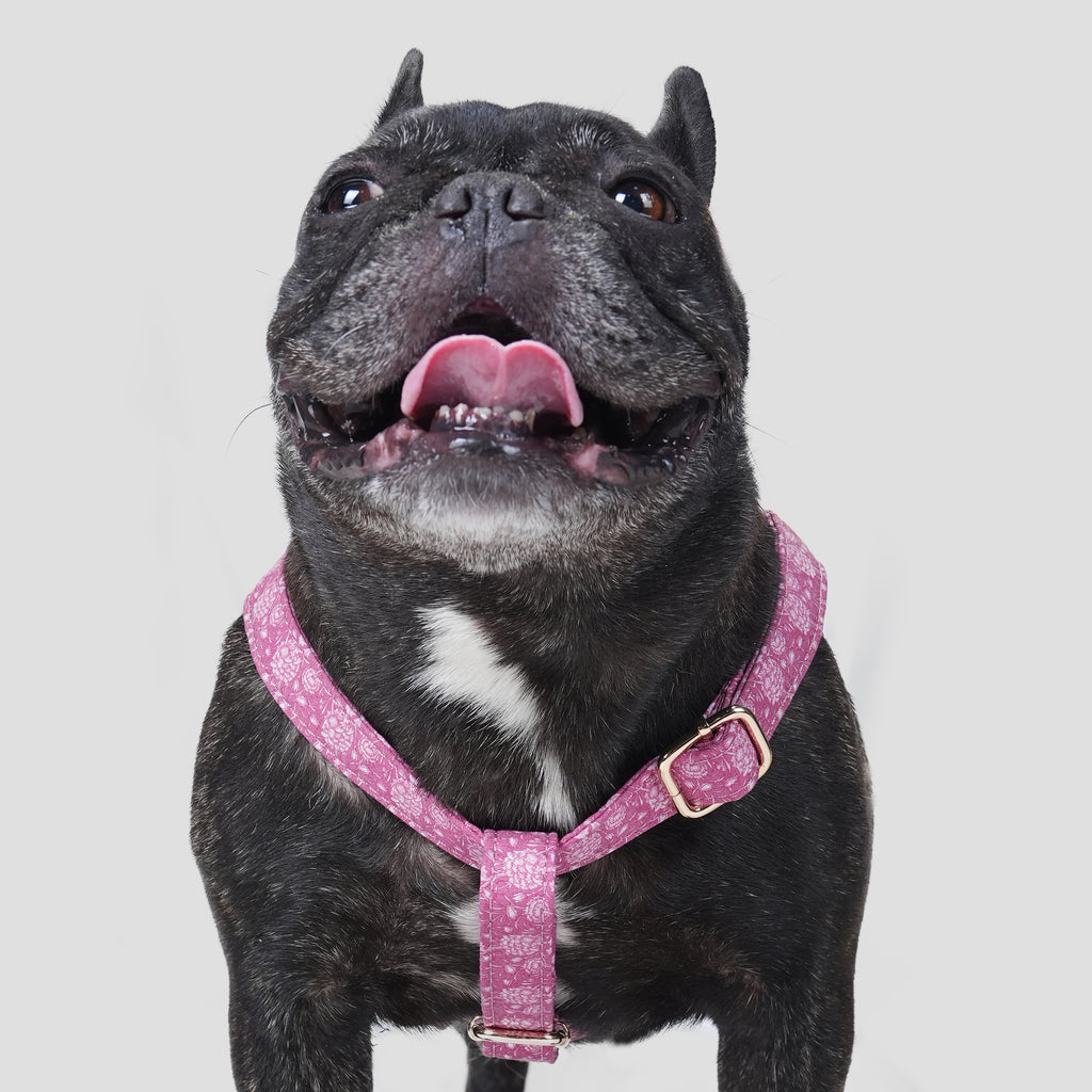 100% Cotton Adjustable Step-In Dog Harness Gold Wild Tulip dog wears the harness front