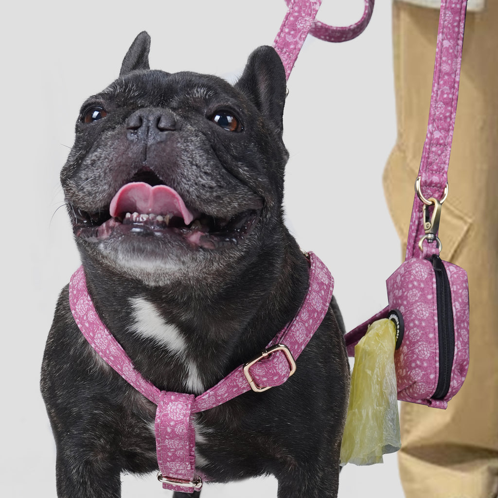 Dog wearing a Wild Tulip patterned harness with a leash and a pooh bag on a plain background