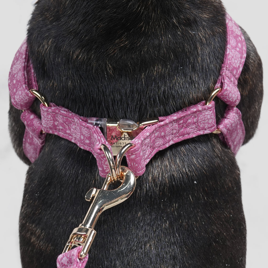 100% Cotton Adjustable Step-In Dog Harness Gold Wild Tulip dog wears the harness back