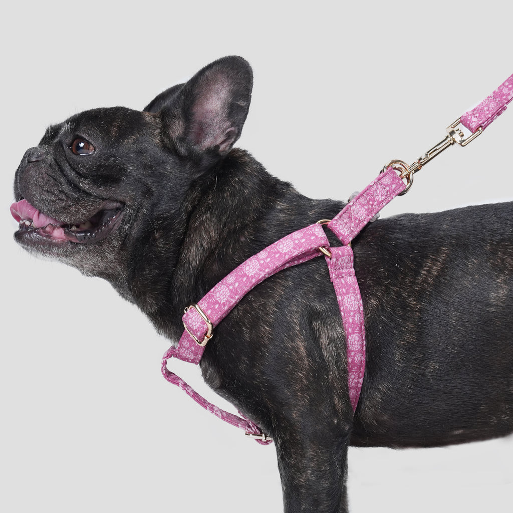 100% Cotton Adjustable Step-In Dog Harness Gold Wild Tulip dog wears the harness side