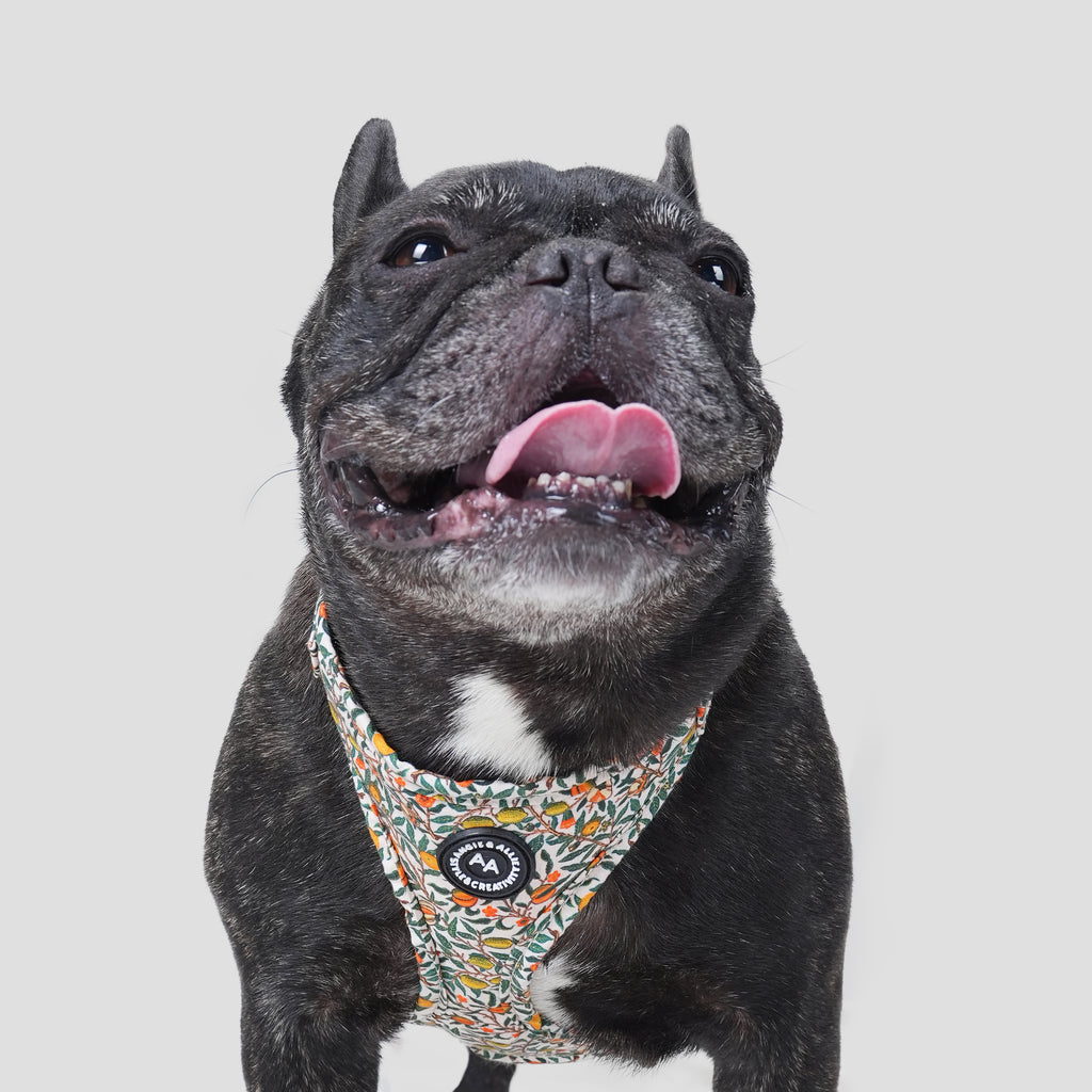 100% Cotton William Morris Dog Harness Pomegranate dog wears the harness front