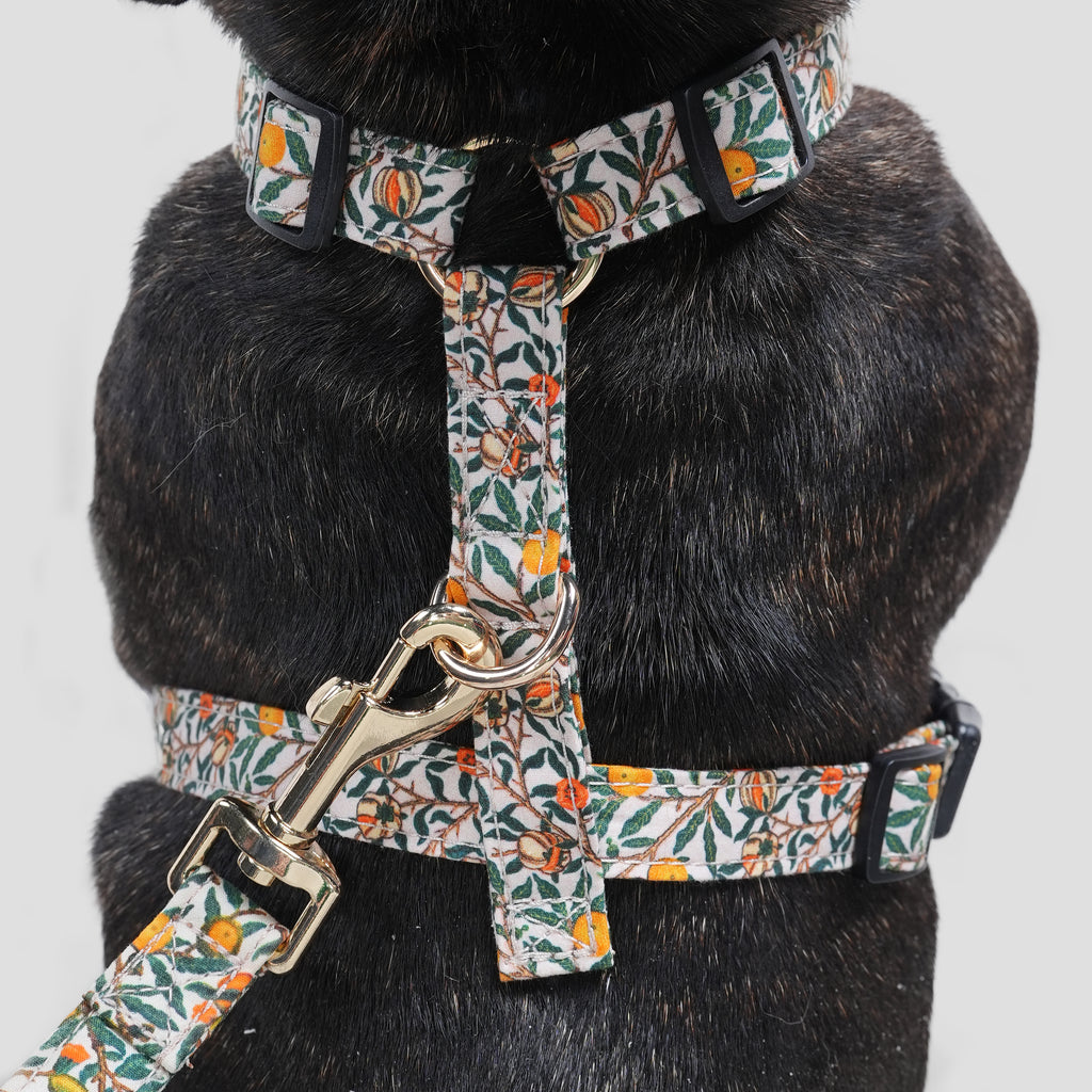 100% Cotton William Morris Dog Harness Pomegranate dog wears the harness back