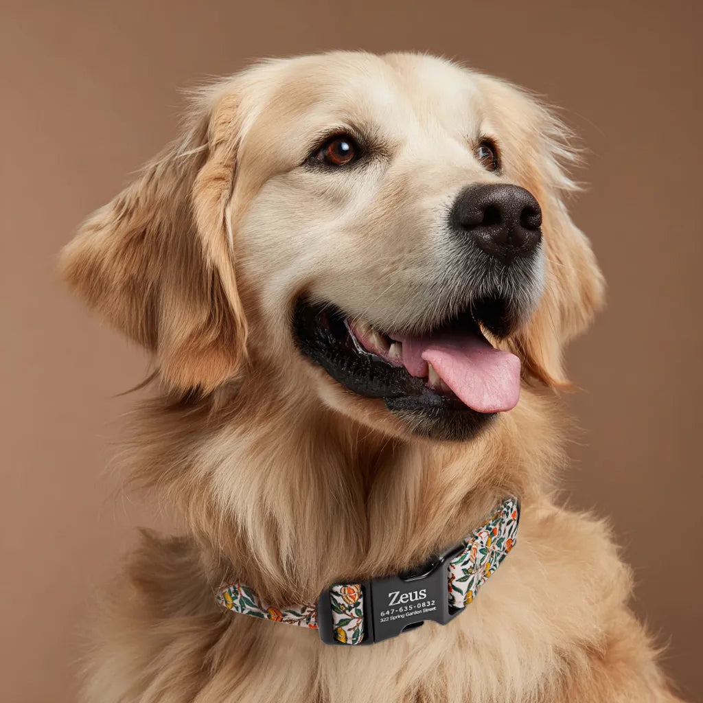 Dog wears 100% Cotton Personalized Dog Collar Engraved Black   Pomegranate 