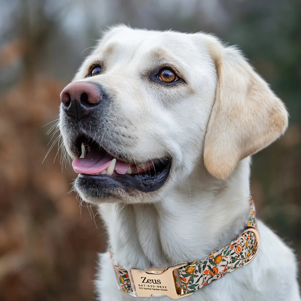 Dog wears 100% Cotton Personalized Dog Collar Engraved Gold   Pomegranate 