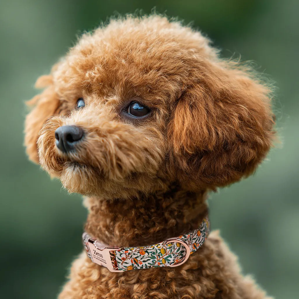 Dog wears 100% Cotton Personalized Dog Collar Engraved Rose Gold   Pomegranate