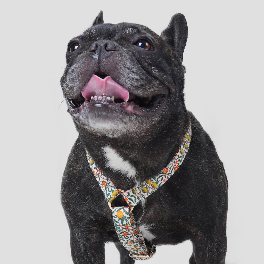 100% Cotton Adjustable No Pull Dog Harness Pomegranate dog wears the harness front