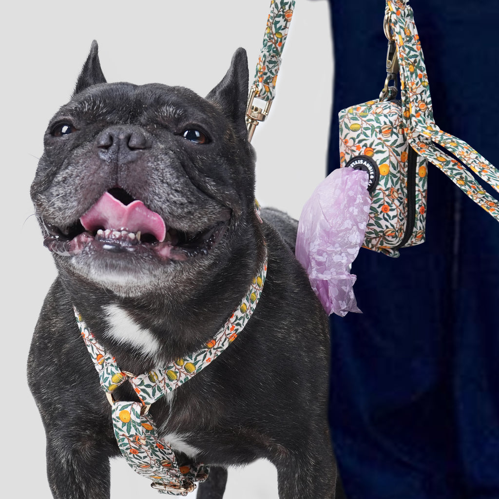 Dog wearing a Pomegranate patterned harness with a leash and a poop bag in the background