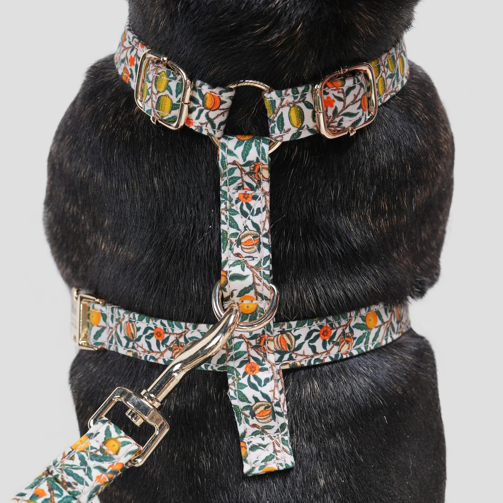 100% Cotton Adjustable No Pull Dog Harness Pomegranate dog wears the harness back