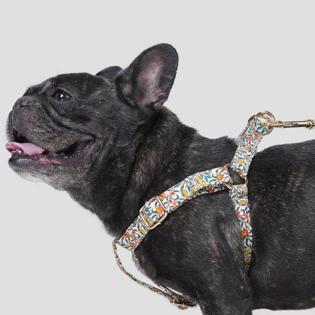100% Cotton Adjustable Step-In Dog Harness Gold Pomegranate dog wears the harness side