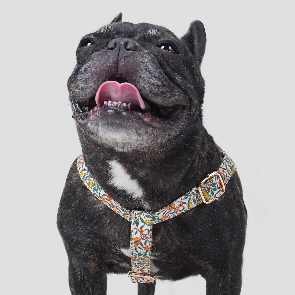 100% Cotton Adjustable Step-In Dog Harness Gold Pomegranate dog wears the harness front