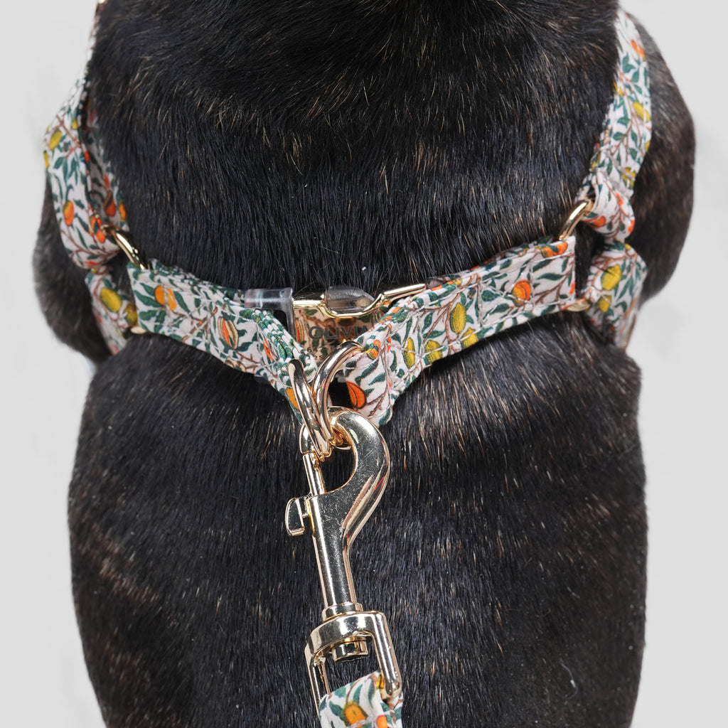 100% Cotton Adjustable Step-In Dog Harness Gold Pomegranate dog wears the harness back