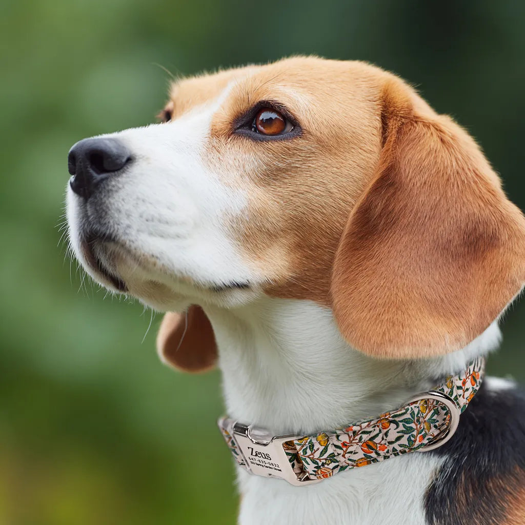 Dog wears 100% Cotton Personalized Dog Collar Engraved Silver   Pomegranate 