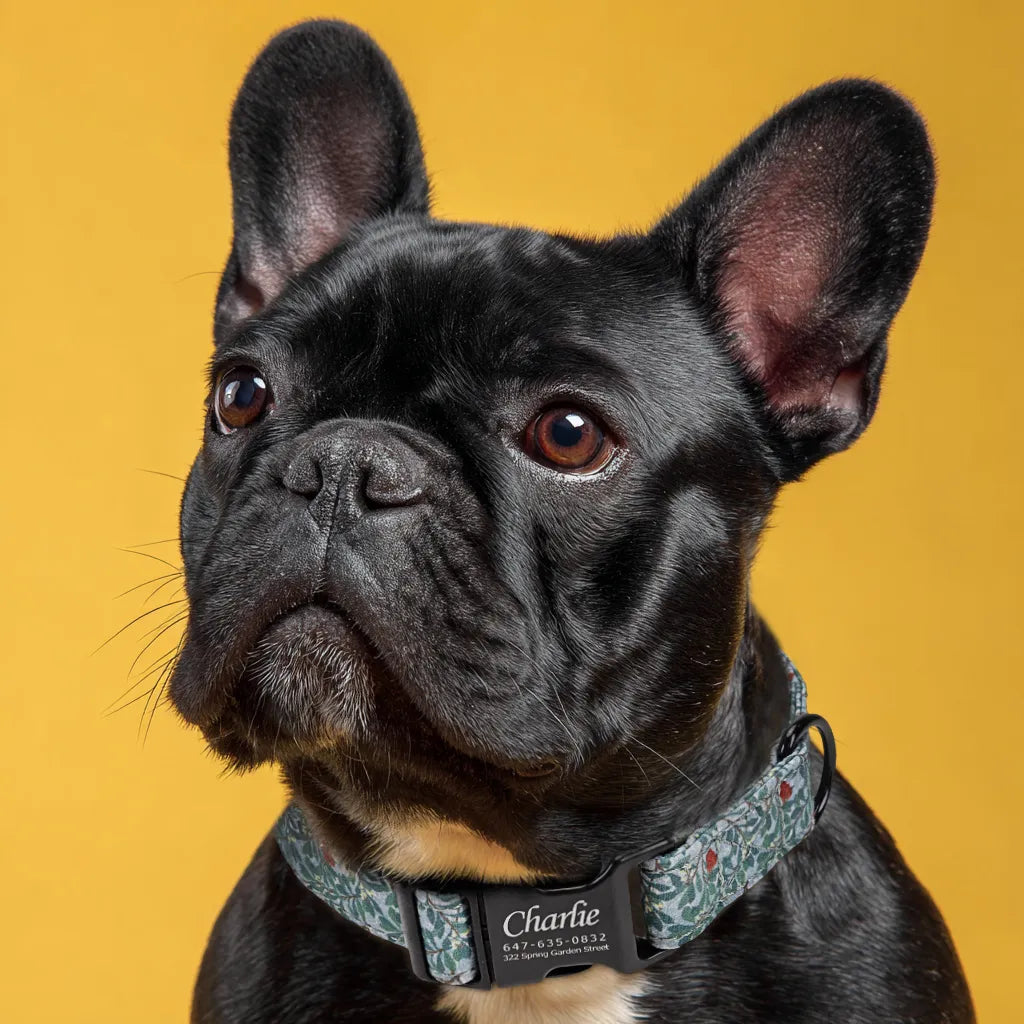 Dog wears 100% Cotton Personalized Dog Collar Engraved Black Arbutus 