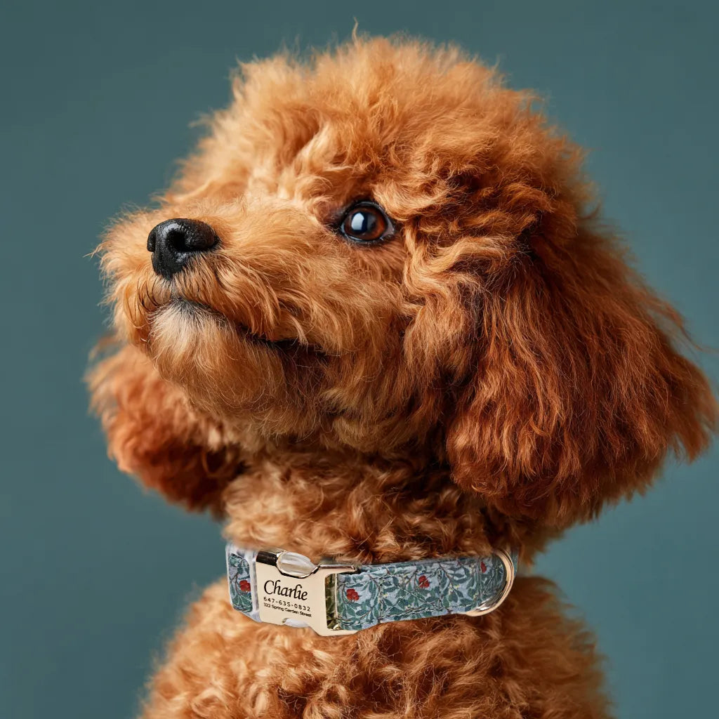 Dog wears 100% Cotton Personalized Dog Collar Engraved Gold Arbutus 