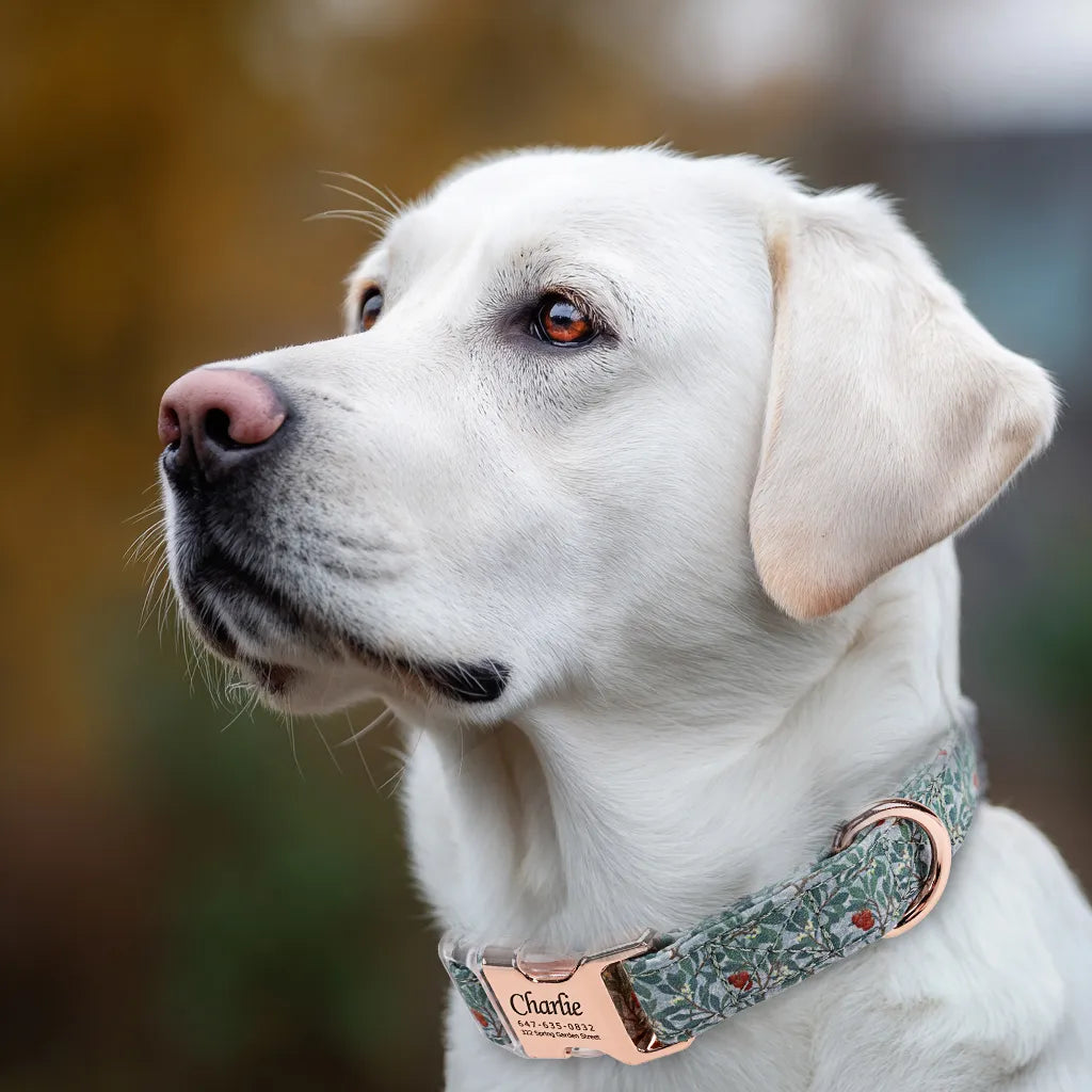 Dog wears 100% Cotton Personalized Dog Collar Engraved Rose Gold Arbutus 