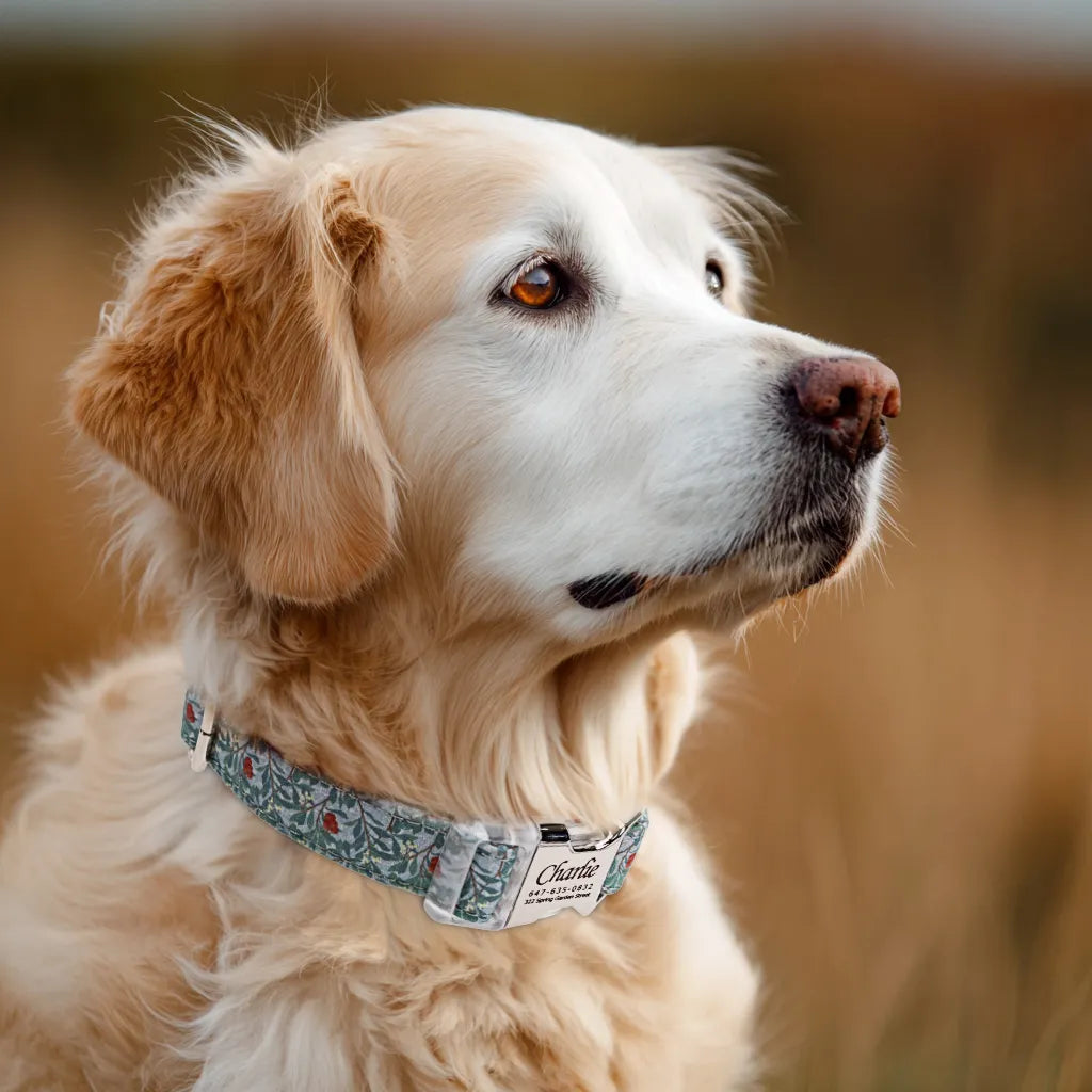 Dog wears 100% Cotton Personalized Dog Collar Engraved Silver Arbutus 