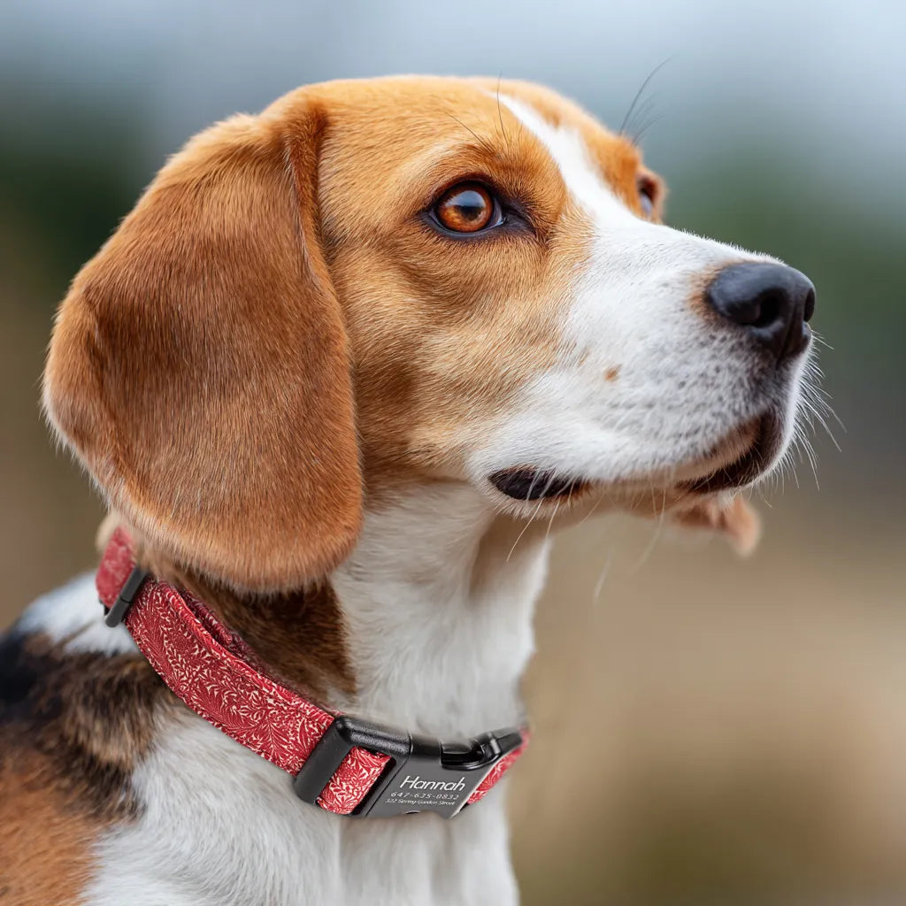 Dog wears 100% Cotton Personalized Dog Collar Engraved Black Larkspur 