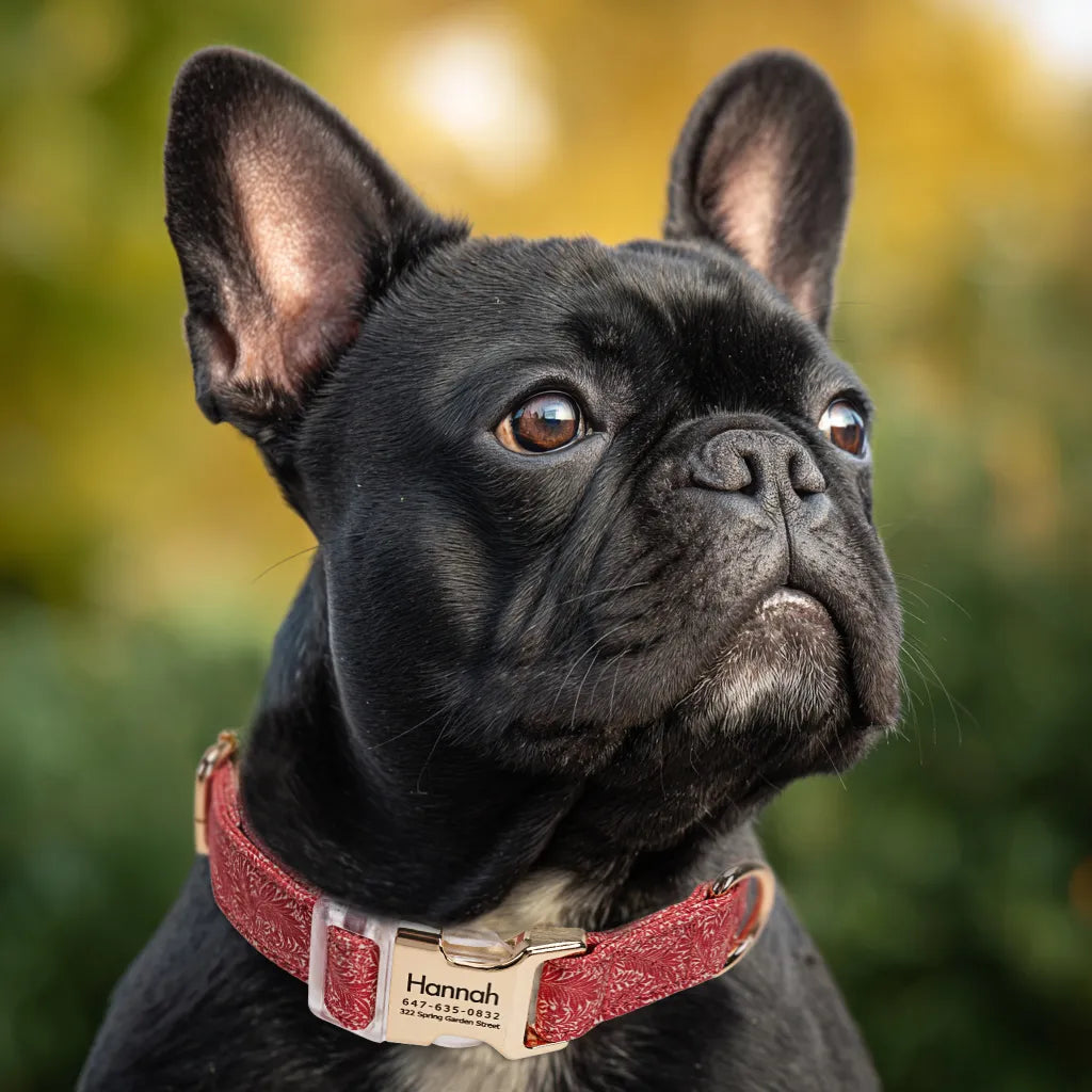 Dog wears 100% Cotton Personalized Dog Collar Engraved Gold Larkspur 