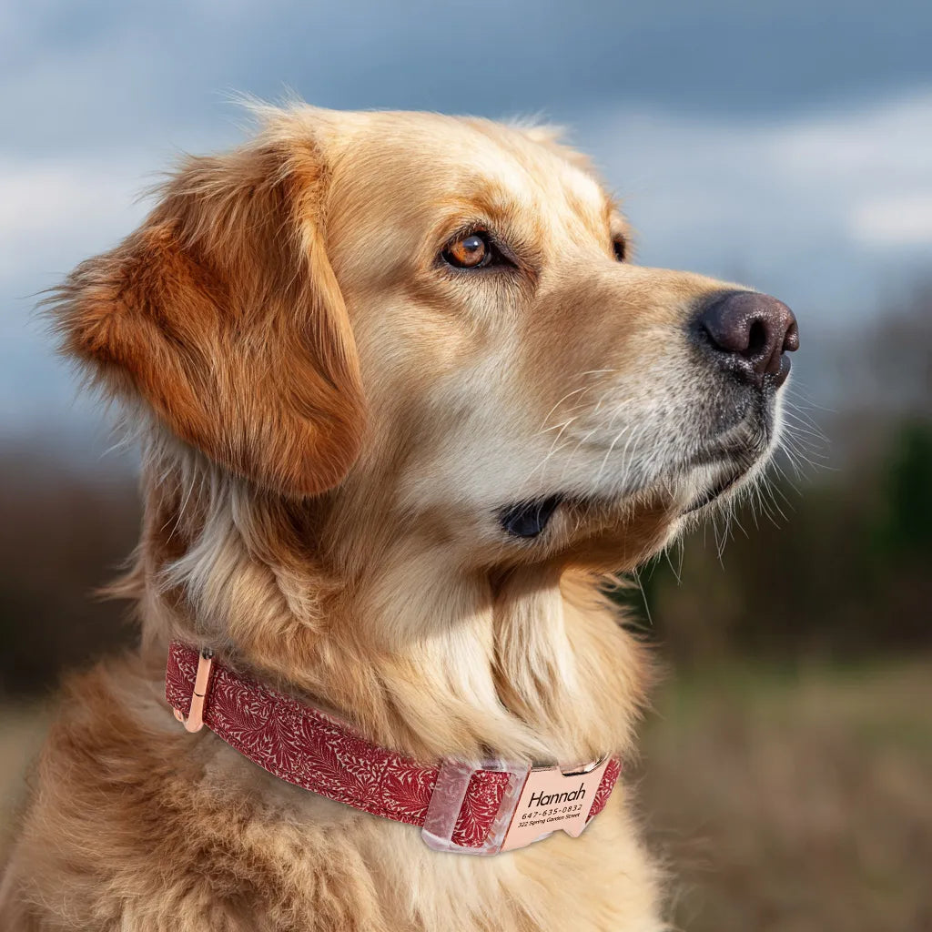 Dog wears 100% Cotton Personalized Dog Collar Engraved Rose Gold Larkspur 