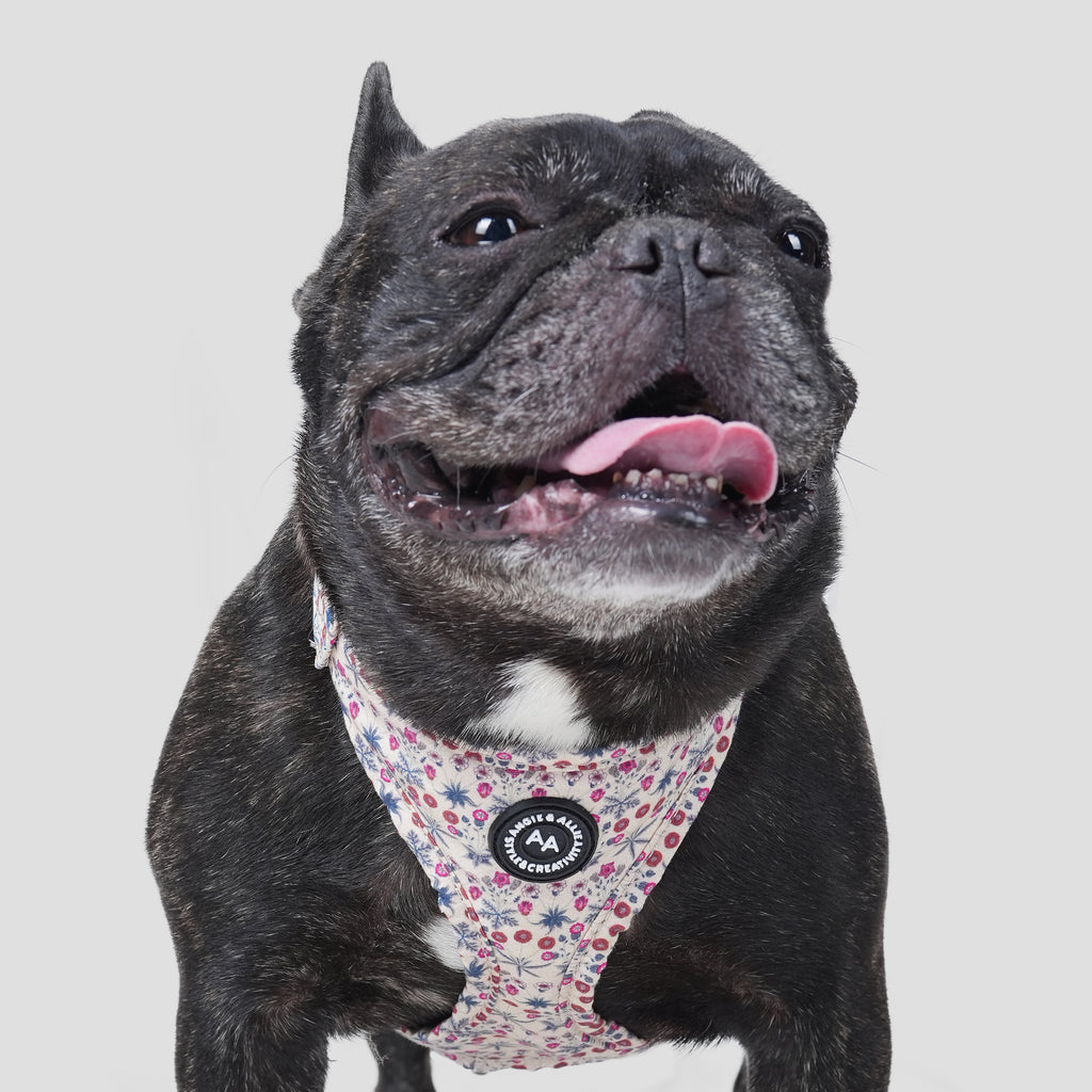 100% Cotton William Morris Dog Harness Daisy dog wears the harness front
